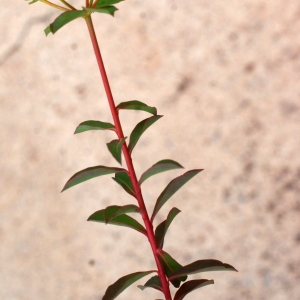  - Euphorbia clementei Boiss. [1838]