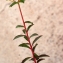  Liliane Roubaudi - Euphorbia clementei Boiss. [1838]
