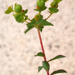 Photographie n°754833 du taxon Euphorbia clementei Boiss. [1838]