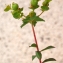  Liliane Roubaudi - Euphorbia clementei Boiss. [1838]