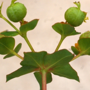  - Euphorbia clementei Boiss. [1838]