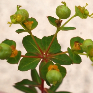 Photographie n°754835 du taxon Euphorbia clementei Boiss. [1838]