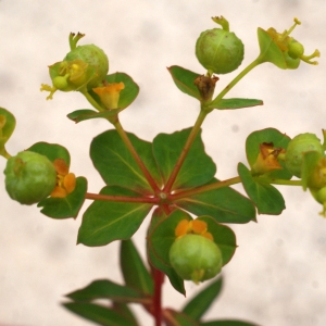 Photographie n°754837 du taxon Euphorbia clementei Boiss. [1838]