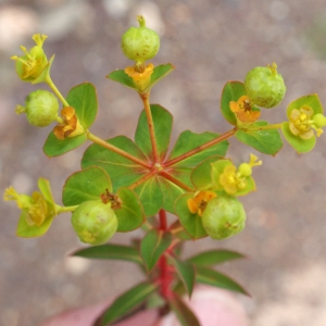 Photographie n°754838 du taxon Euphorbia clementei Boiss. [1838]