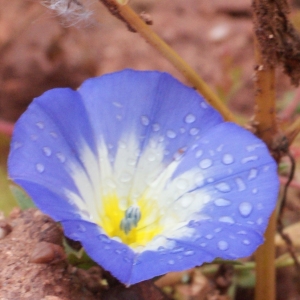 Photographie n°754938 du taxon Convolvulus tricolor L.