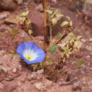 Photographie n°754939 du taxon Convolvulus tricolor L.