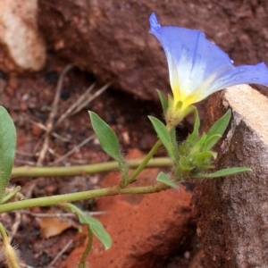 Photographie n°754940 du taxon Convolvulus tricolor L.