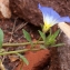  Liliane Roubaudi - Convolvulus tricolor L.