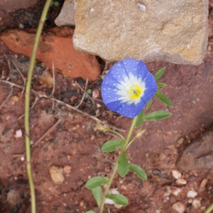 Photographie n°754941 du taxon Convolvulus tricolor L.