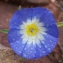  Liliane Roubaudi - Convolvulus tricolor L.