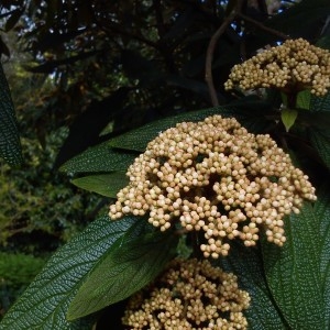 Photographie n°755097 du taxon Viburnum rhytidophyllum Hemsl. [1888]