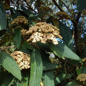Photographie n°755098 du taxon Viburnum rhytidophyllum Hemsl. [1888]