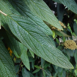 Photographie n°755099 du taxon Viburnum rhytidophyllum Hemsl. [1888]