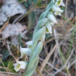 Photographie n°755120 du taxon Spiranthes spiralis (L.) Chevall. [1827]