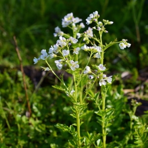 Photographie n°755158 du taxon Cardamine amara L. [1753]