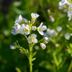 Photographie n°755159 du taxon Cardamine amara L. [1753]