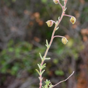 Photographie n°755251 du taxon Fumana thymifolia (L.) Spach ex Webb [1838]
