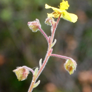 Photographie n°755252 du taxon Fumana thymifolia (L.) Spach ex Webb [1838]