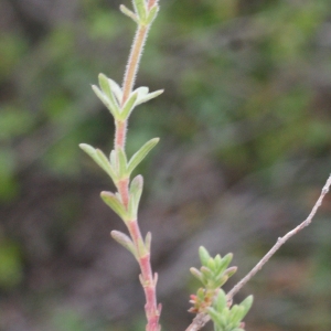 Photographie n°755253 du taxon Fumana thymifolia (L.) Spach ex Webb [1838]