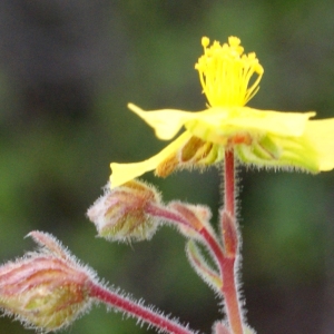 Photographie n°755254 du taxon Fumana thymifolia (L.) Spach ex Webb [1838]