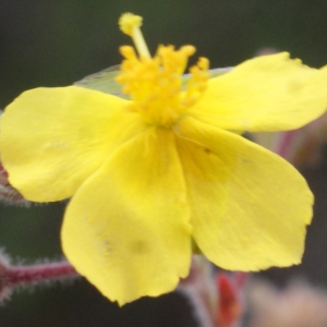Photographie n°755255 du taxon Fumana thymifolia (L.) Spach ex Webb [1838]