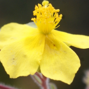 Photographie n°755256 du taxon Fumana thymifolia (L.) Spach ex Webb [1838]