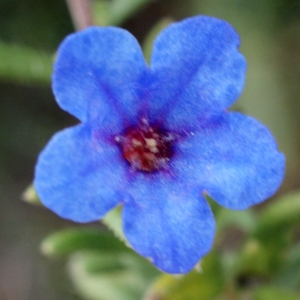 Photographie n°755258 du taxon Lithodora diffusa subsp. lusitanica (Samp.) P.Silva & Rozeira [1964]