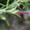 Liliane Roubaudi - Lithodora diffusa subsp. lusitanica (Samp.) P.Silva & Rozeira [1964]