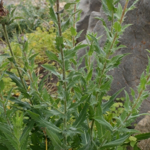 Photographie n°755265 du taxon Carthamus caeruleus L. [1753]