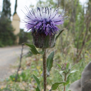 Photographie n°755266 du taxon Carthamus caeruleus L. [1753]