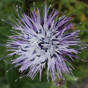 Photographie n°755267 du taxon Carthamus caeruleus L. [1753]