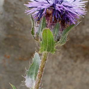 Photographie n°755268 du taxon Carthamus caeruleus L. [1753]
