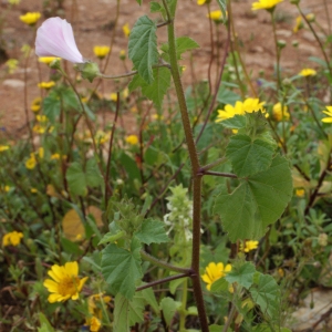 Photographie n°755271 du taxon Lavatera trimestris L. [1753]