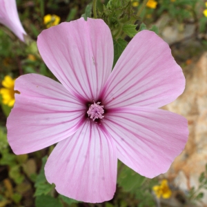 Photographie n°755273 du taxon Lavatera trimestris L. [1753]