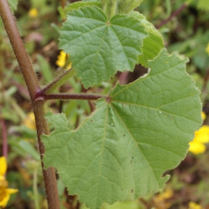 Photographie n°755275 du taxon Lavatera trimestris L. [1753]