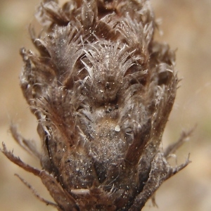 Photographie n°755311 du taxon Centaurea jacea subsp. timbalii (Martrin-Donos) Braun-Blanq. [1952]