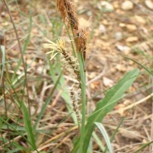 Photographie n°755320 du taxon Carex flacca Schreb. [1771]