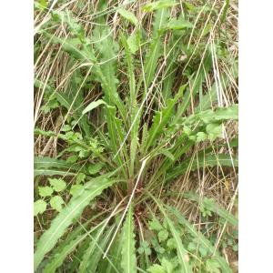 Picris hieracioides subsp. spinulosa (Bertol. ex Guss.) Arcang. (Picride épinuleuse)