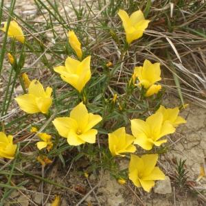 Photographie n°755346 du taxon Linum campanulatum L. [1753]