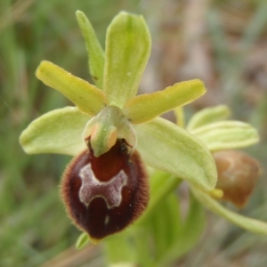 Photographie n°755353 du taxon Ophrys virescens Philippe [1859]