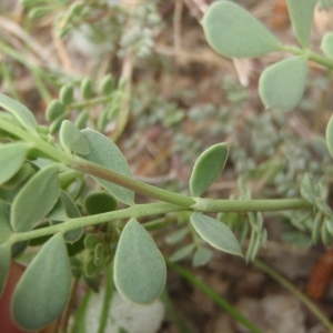 Photographie n°755356 du taxon Coronilla minima subsp. lotoides (W.D.J.Koch) Nyman [1878]