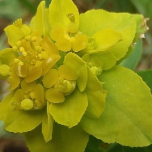 Photographie n°755368 du taxon Euphorbia flavicoma subsp. verrucosa (Fiori) Pignatti [1973]