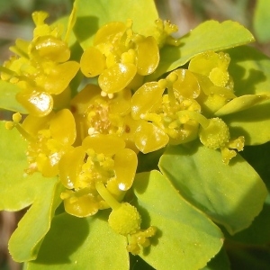 Photographie n°755369 du taxon Euphorbia flavicoma subsp. verrucosa (Fiori) Pignatti [1973]