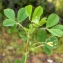  Liliane Roubaudi - Medicago polymorpha L. [1753]