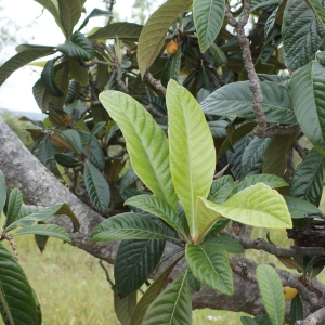 Photographie n°755419 du taxon Eriobotrya japonica (Thunb.) Lindl. [1821]