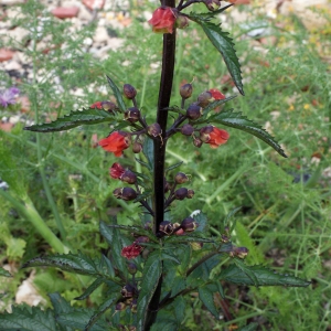 Scrophularia sambucifolia L.