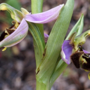 Photographie n°755459 du taxon Ophrys apifera Huds. [1762]