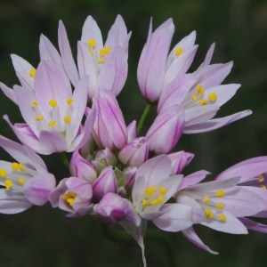 Photographie n°755469 du taxon Allium roseum L. [1753]