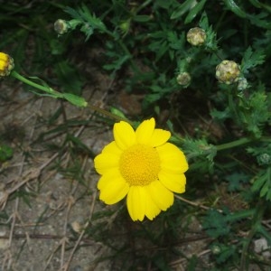 Photographie n°755489 du taxon Glebionis segetum (L.) Fourr. [1869]