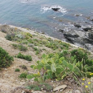 Photographie n°755508 du taxon Opuntia stricta (Haw.) Haw. [1812]